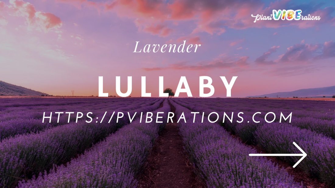 Lavender Lullaby: Calming Infusions for the Mind and Body